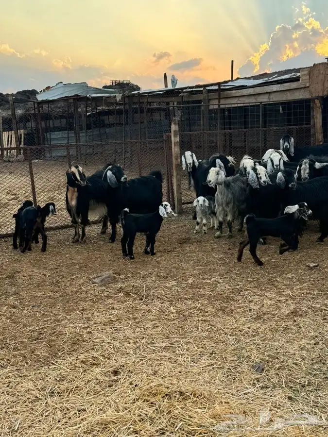 معزا مراح واحد بنات بعض 0