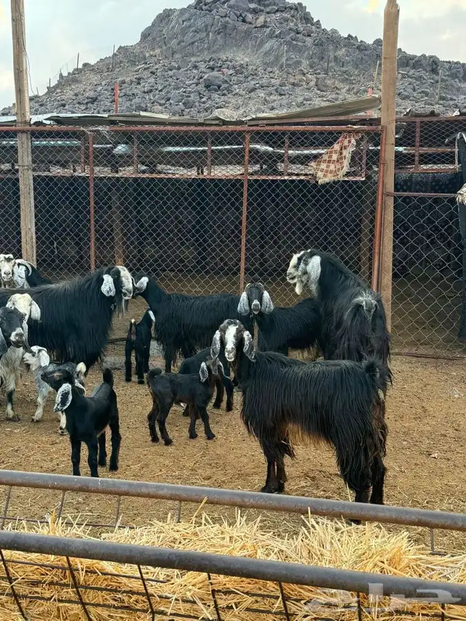 معزا مراح واحد بنات بعض 9