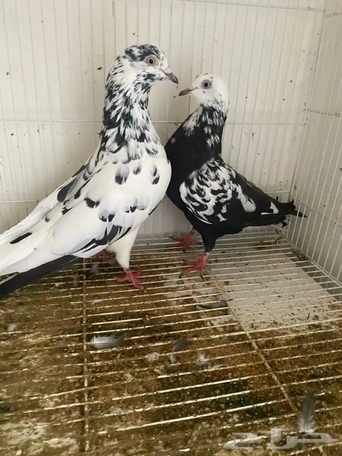 حمام قطايف وحمام رام 7