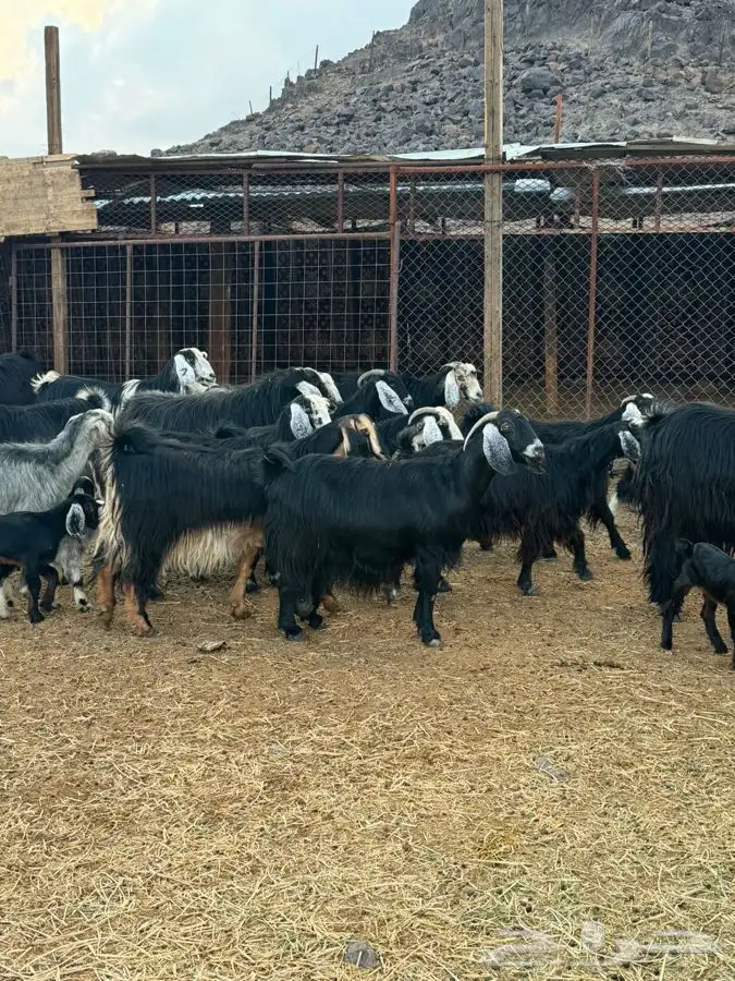 معزا مراح واحد بنات بعض 2