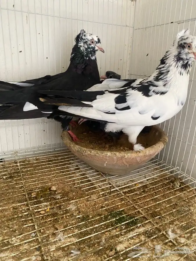 حمام قطايف وحمام رام 4