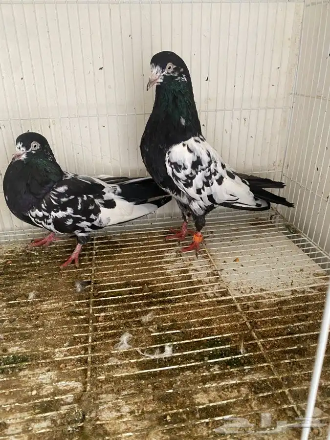 حمام قطايف وحمام رام 12