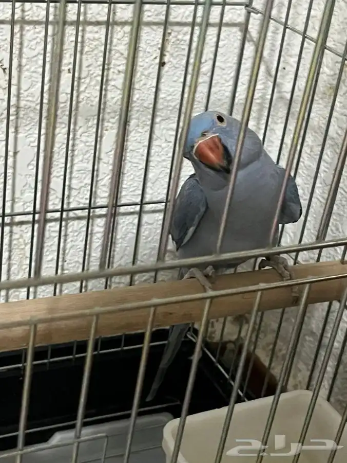 للبيع در انثي غير اليف 0