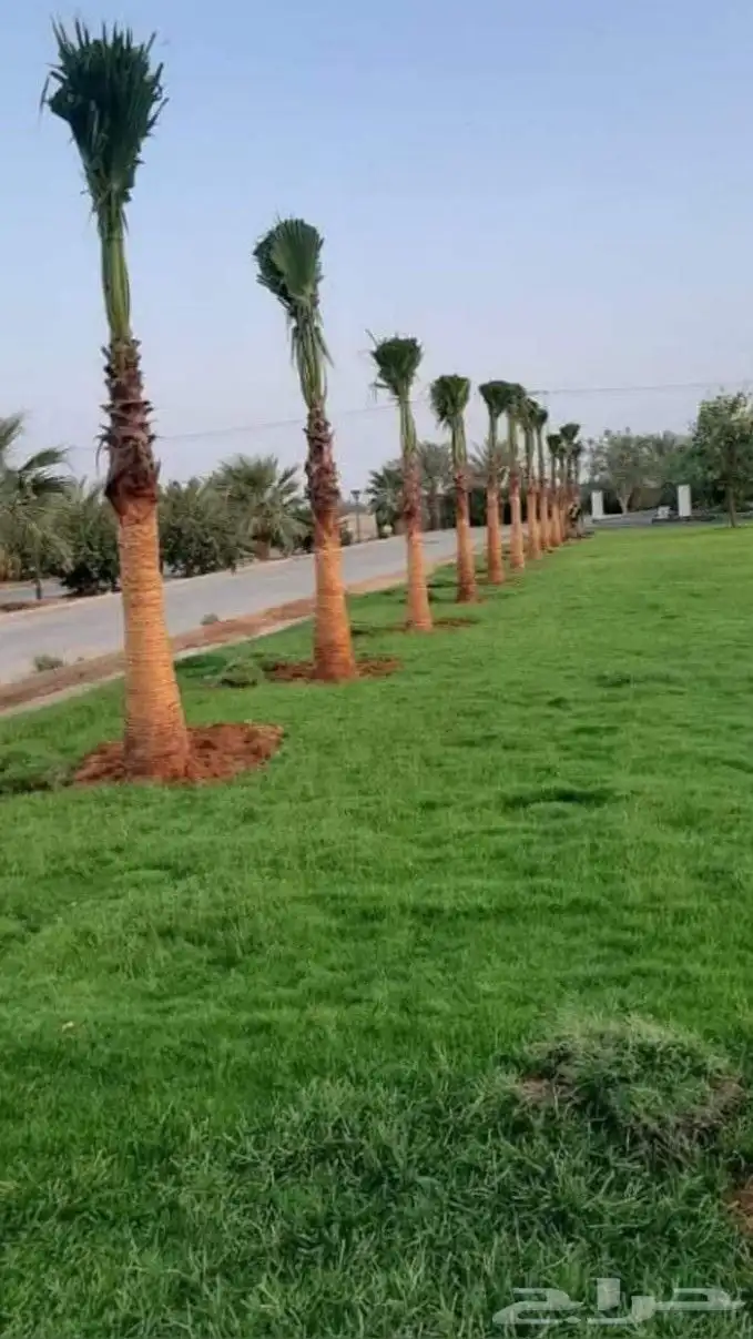 نخيل عربي نخيل واشنطني 6