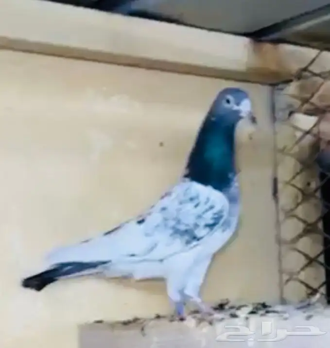 جوز أساس سيت ولا 3