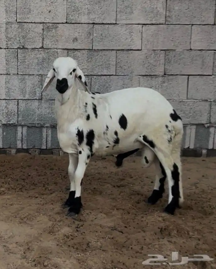 سواكن مربى ذبيحه 1