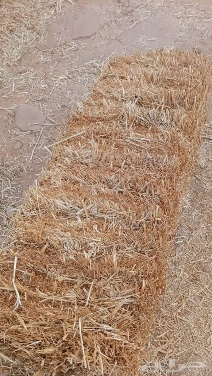 هيبان مع تبن مخلوط ممتاز 1