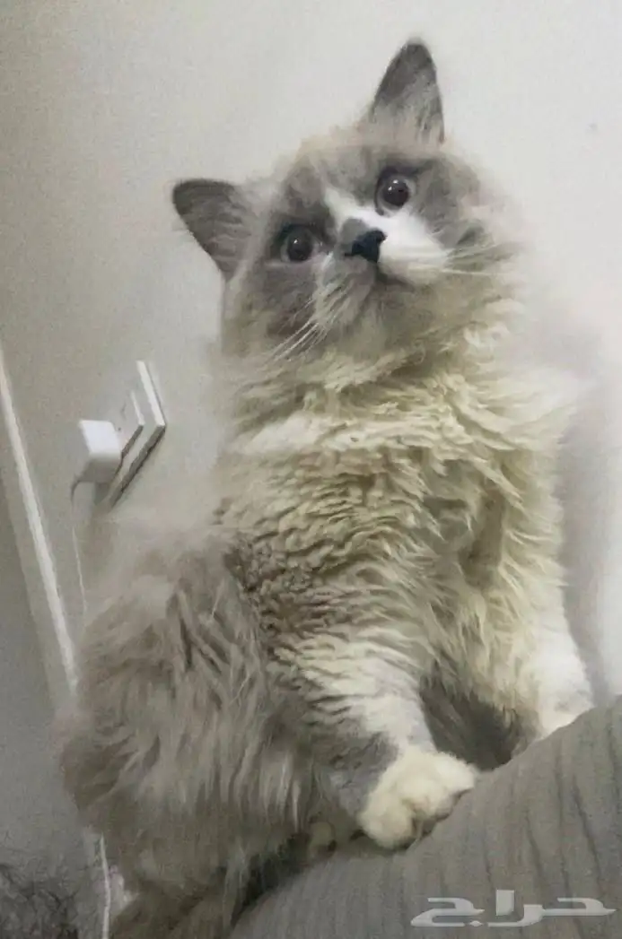 قطي مفقود في تبوك 0