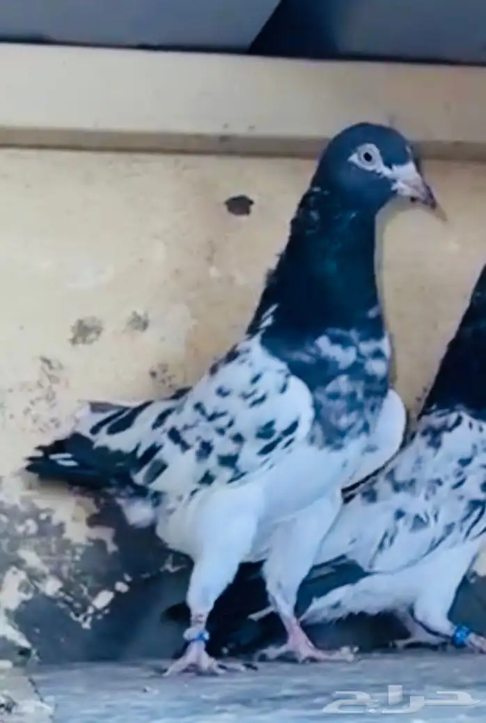 جوز أساس سيت ولا 4