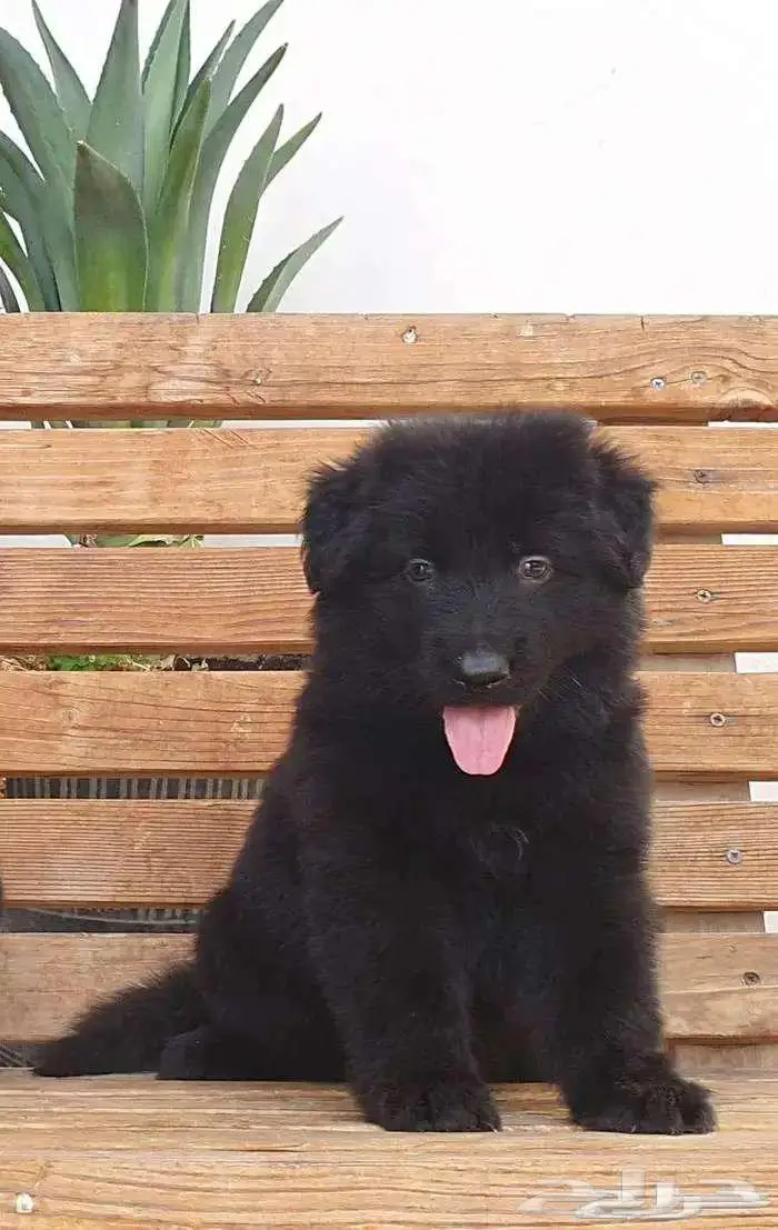 جراوي جيرمن شيبرد تووب 4