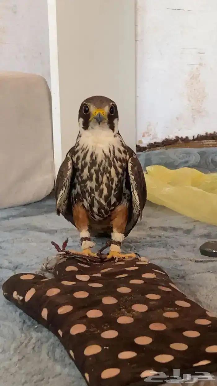 مطلوب بكه او جميجميه او شرياص او باشقق 0