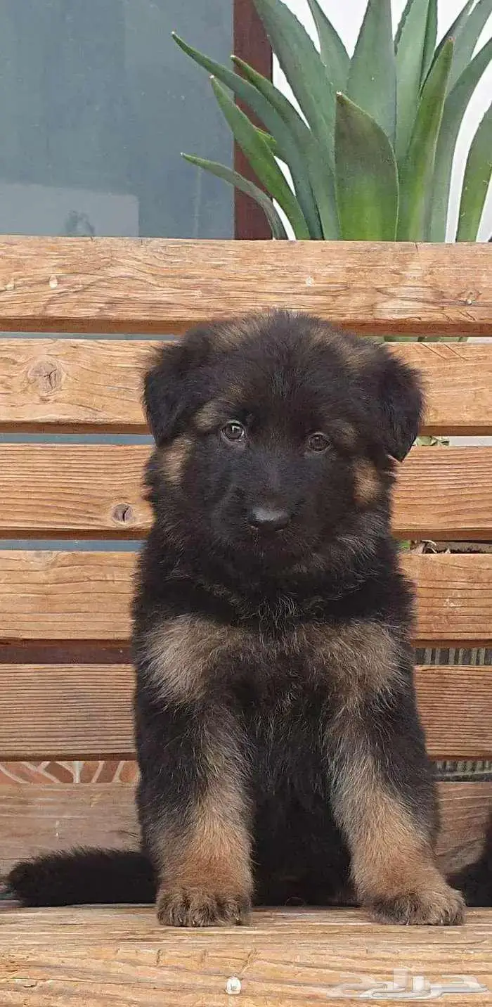 جراوي جيرمن شيبرد تووب 2