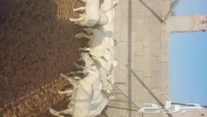 ذبائح الراعي حري نعيمي سواكن ذبائح تابي تمارا 16