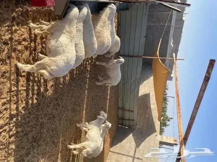 ذبائح الراعي حري نعيمي سواكن ذبائح تابي تمارا 15