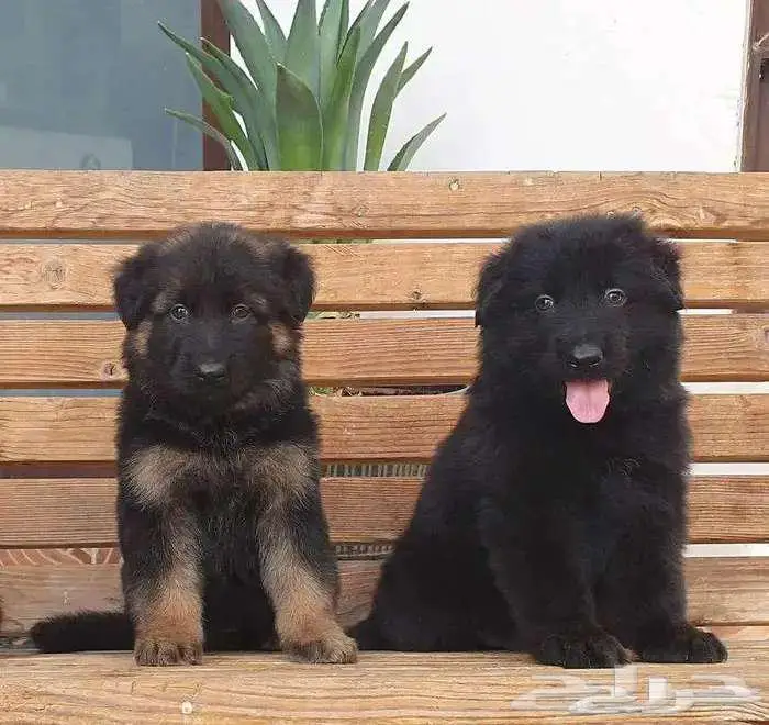 جراوي جيرمن شيبرد تووب 0