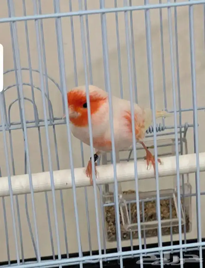 كناري موازييك أحمر تغريد نار 1