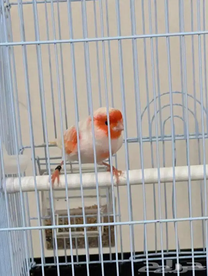 كناري موازييك أحمر تغريد نار 2