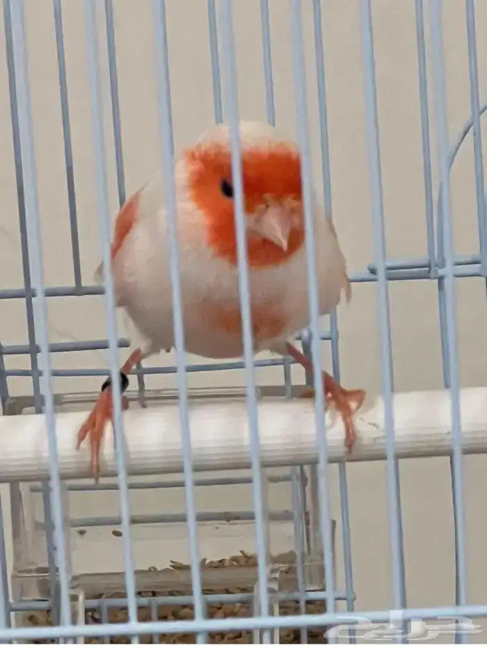 كناري موازييك أحمر تغريد نار 0