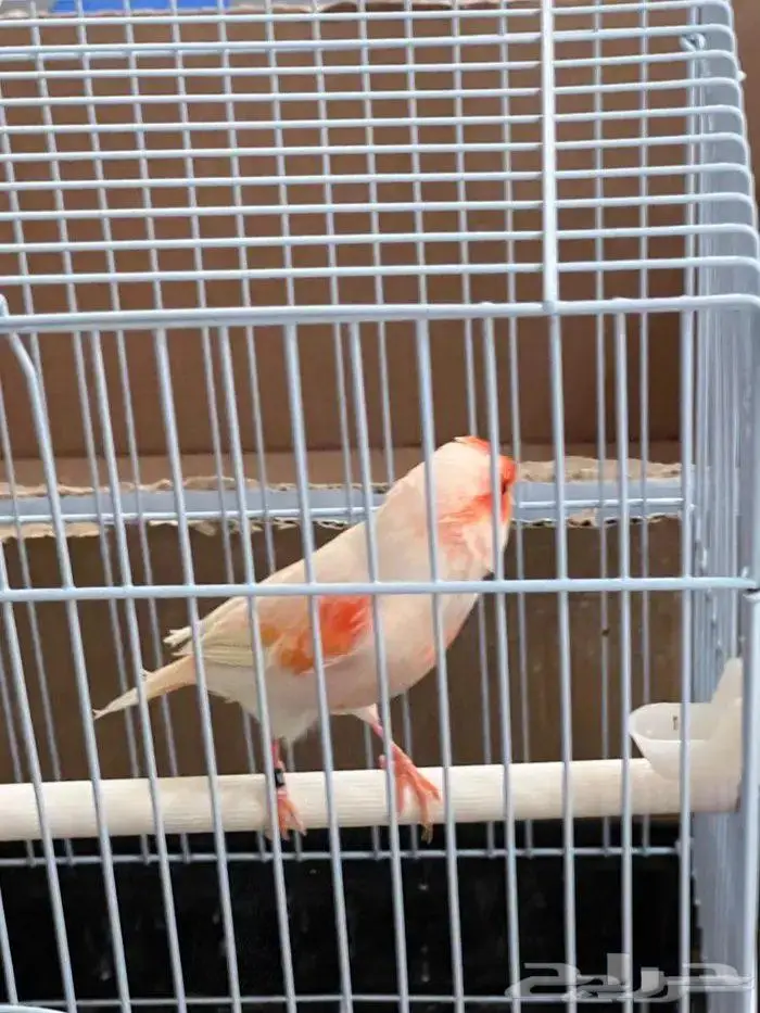 كناري موازييك أحمر تغريد نار 6