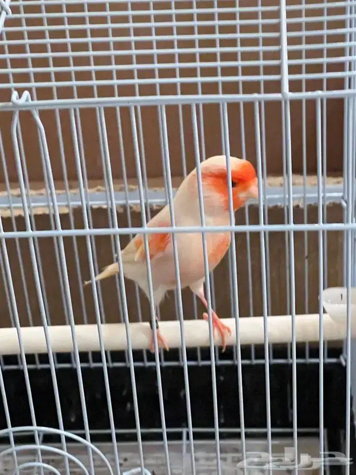 كناري موازييك أحمر تغريد نار 3