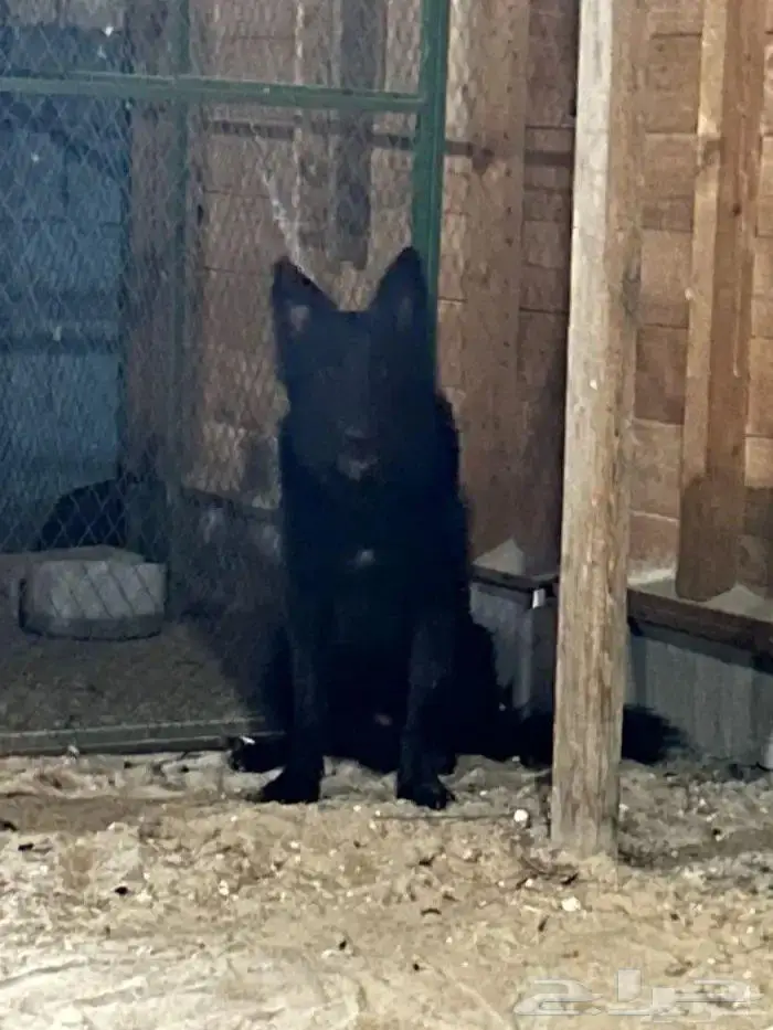 كلب جيرمن بلاك ذكر 1