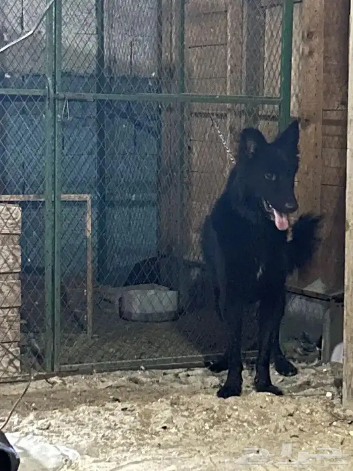 كلب جيرمن بلاك ذكر 2