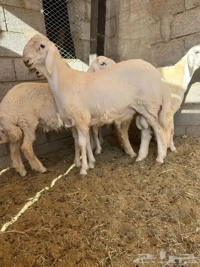 نعيم دفيع ومشروع فحل 4