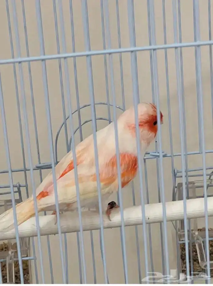 كناري موازييك أحمر تغريد نار 5