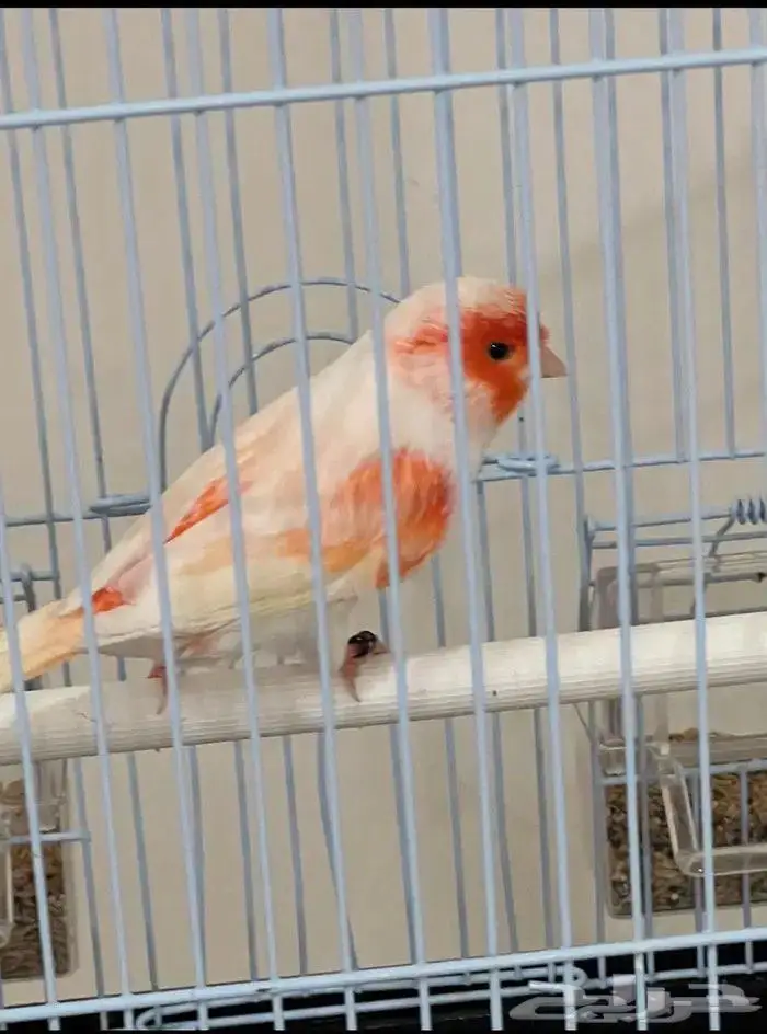 كناري موازييك أحمر تغريد نار 4