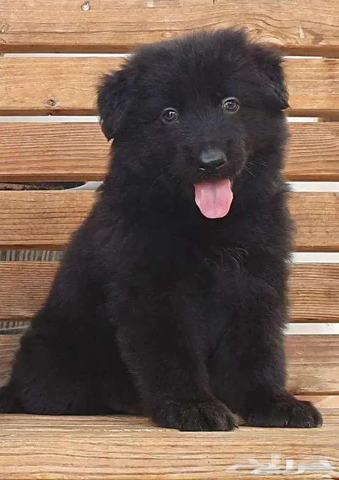 جراوي جيرمن شيبرد تووب 3