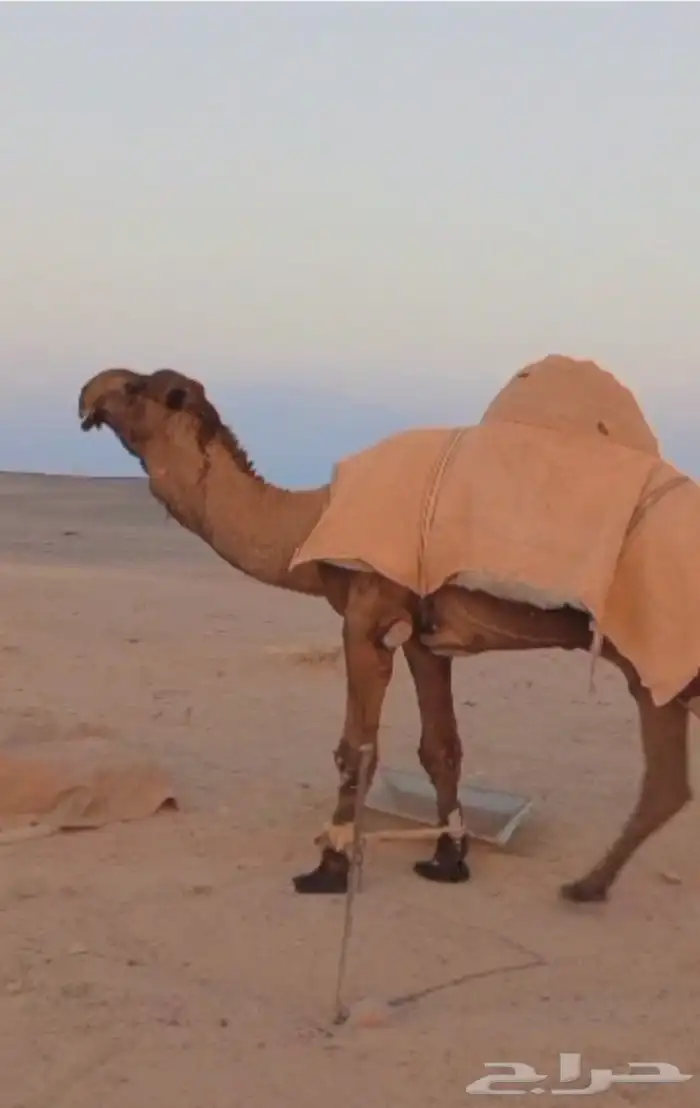 بعير اصفر كفو 0