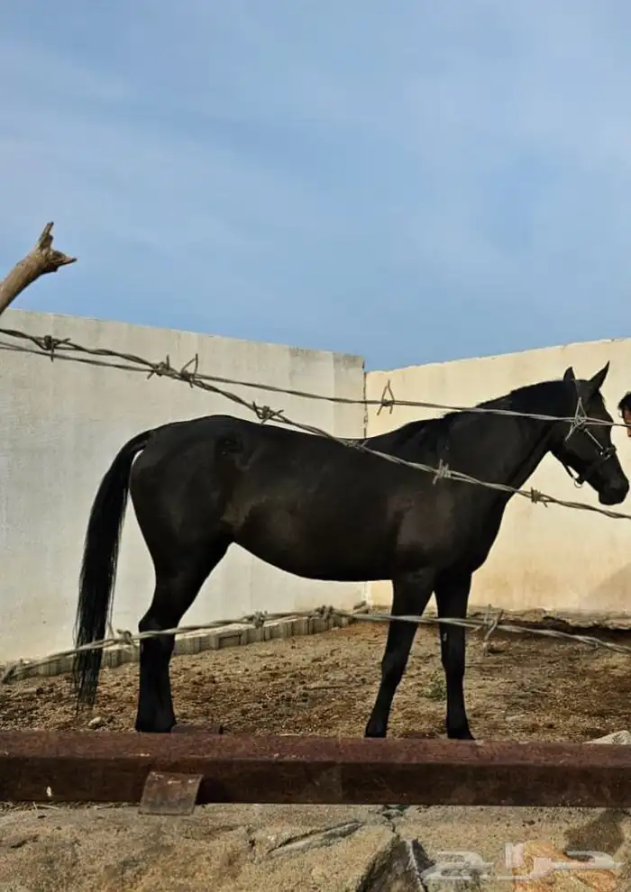 فرس عربيه 1