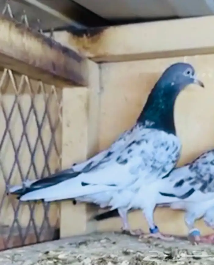 جوز أساس سيت ولا 1