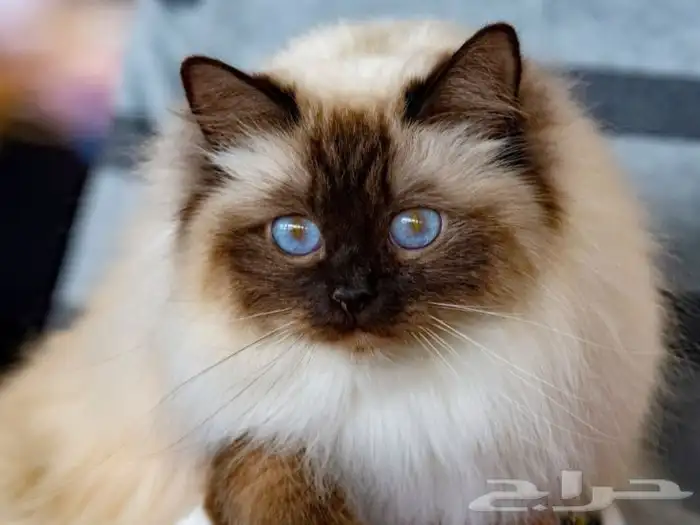 عندي قطط لاتبني معا أغرضها كامله ومعا الحمام حقها عزكم الله 1