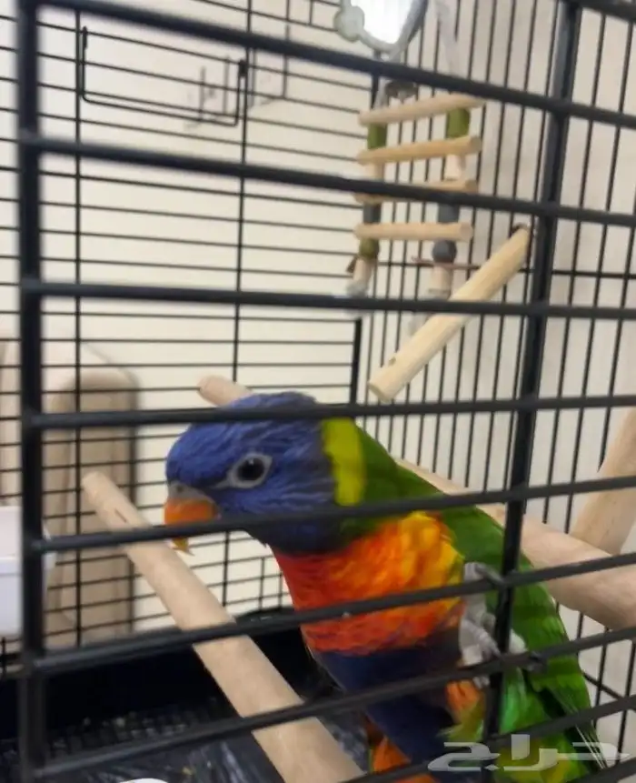 لوري رينبو 7