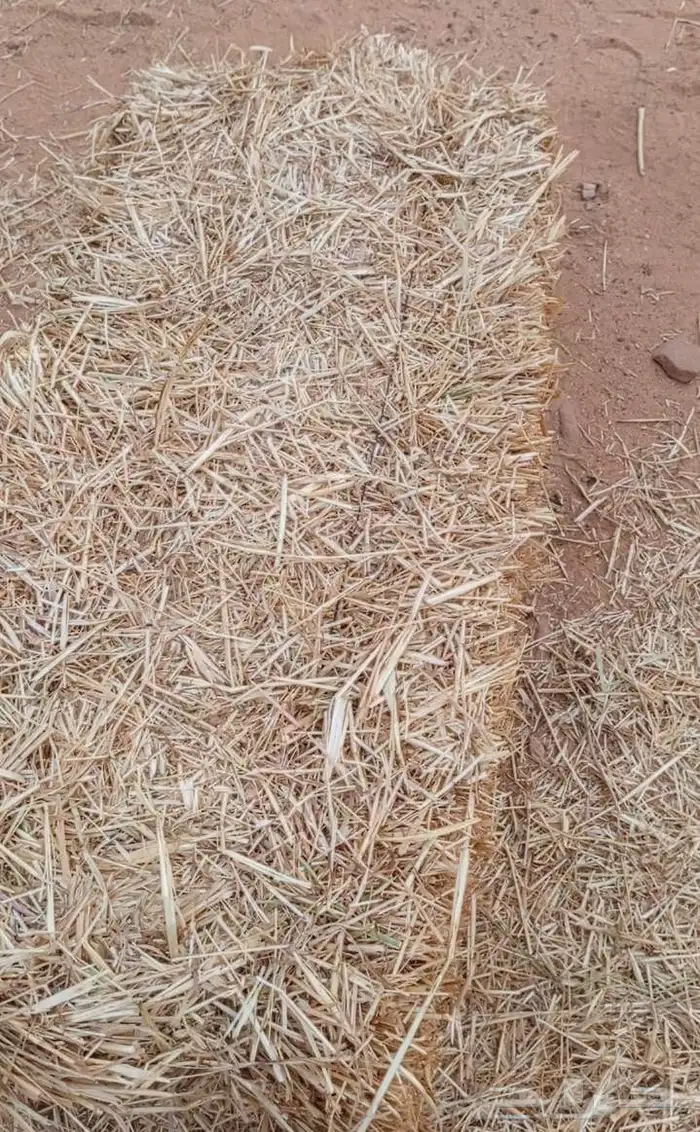 هيبان مع تبن مخلوط ممتاز 2