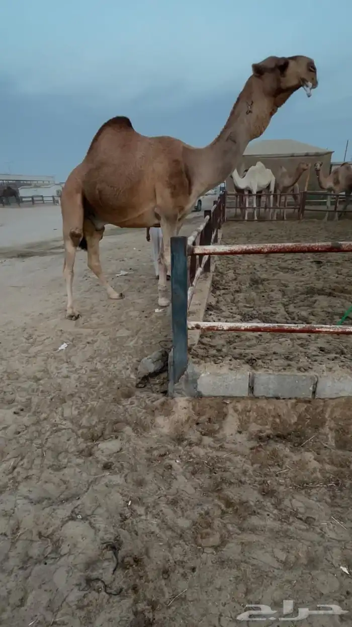 فحل كفو احمر باتلي من منقية ابن قروش 0