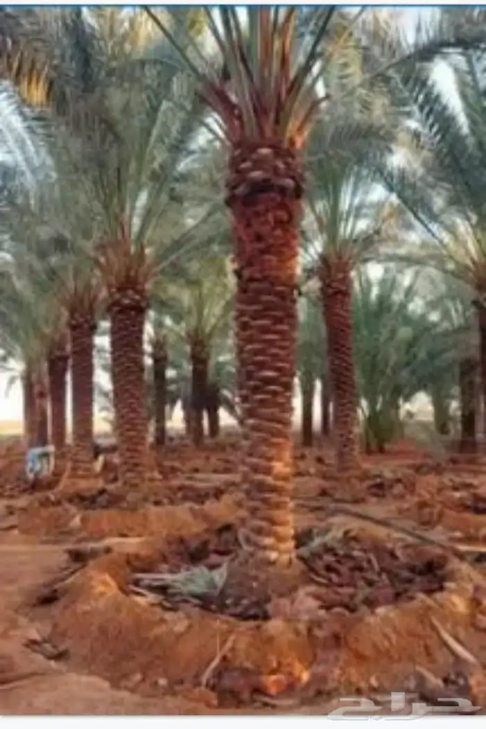 نخييل واشنطن 3