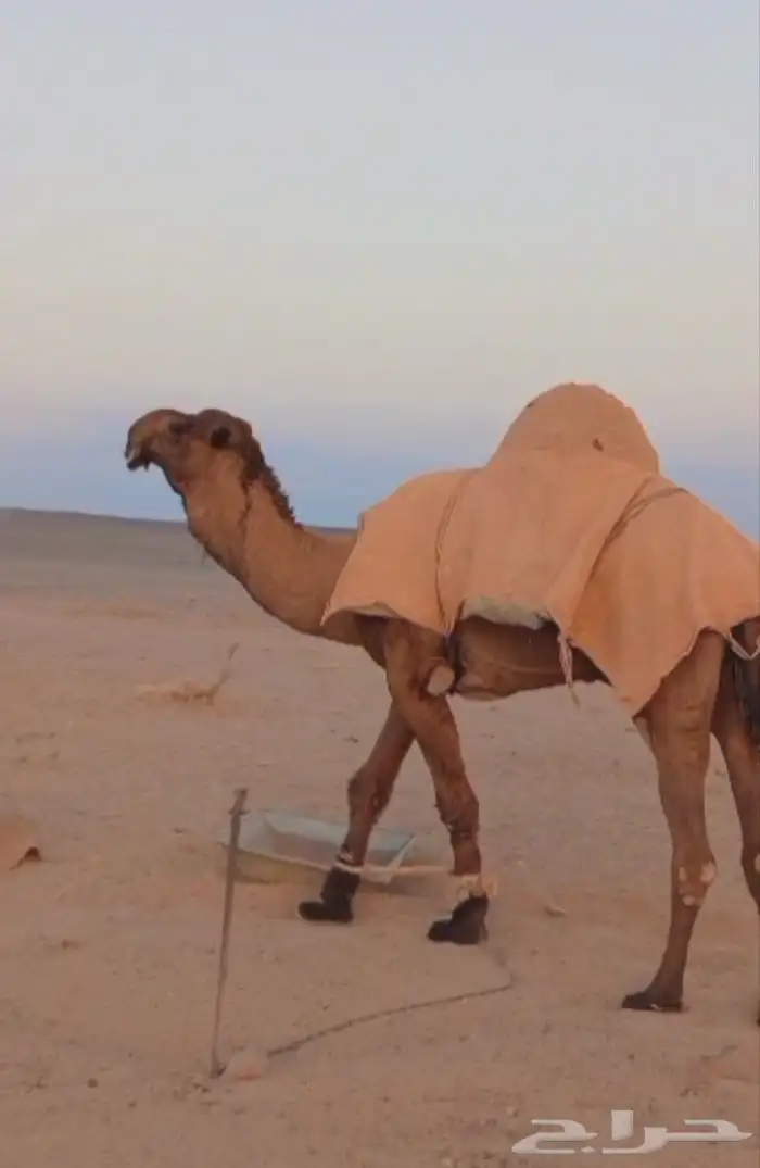 بعير اصفر كفو 1