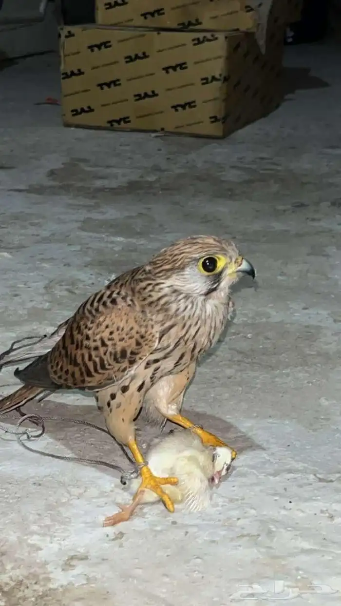 شبوط او باشق او عوسق 5