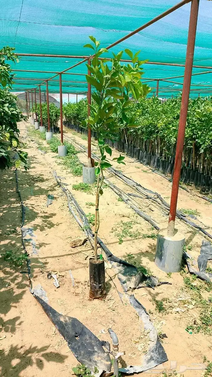 شتلات حمضيات 2