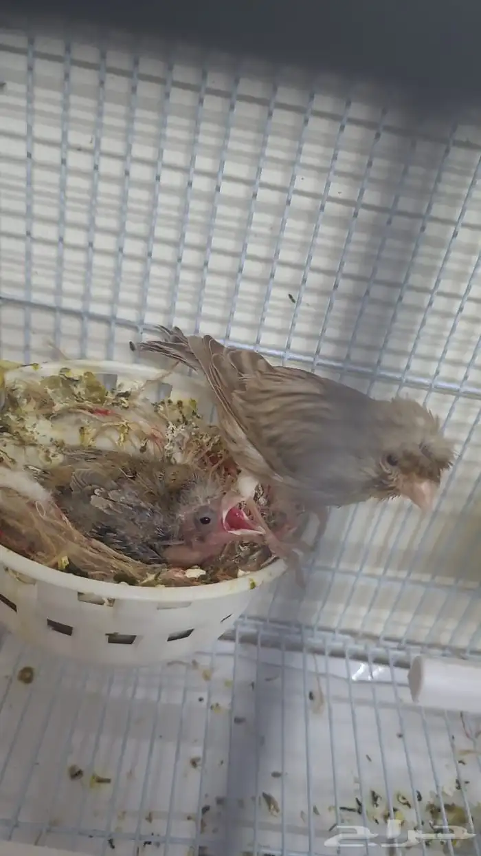 زوج كناري أول انتاج له شباب لون مميز 0