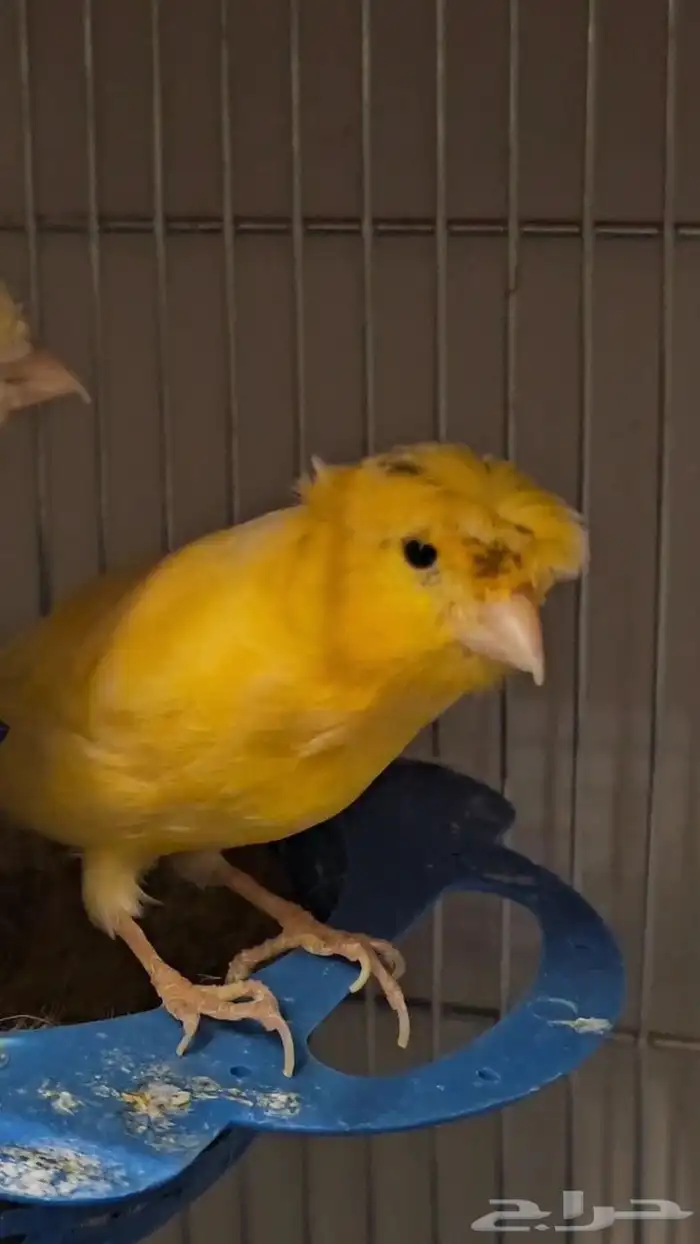 جوز كناري منتج ومغرد شرط 3