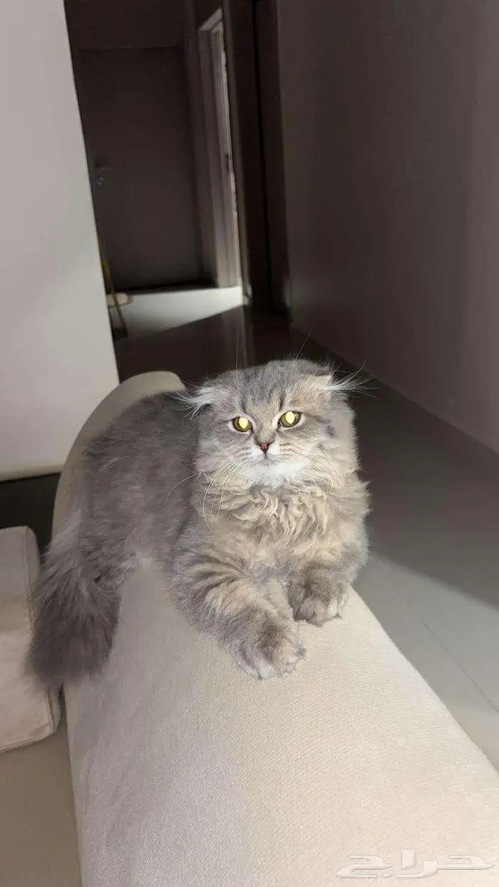 للبيع قط   قطة مع تجهيز كامل   فرصة نادرة لمحبي القطط 9