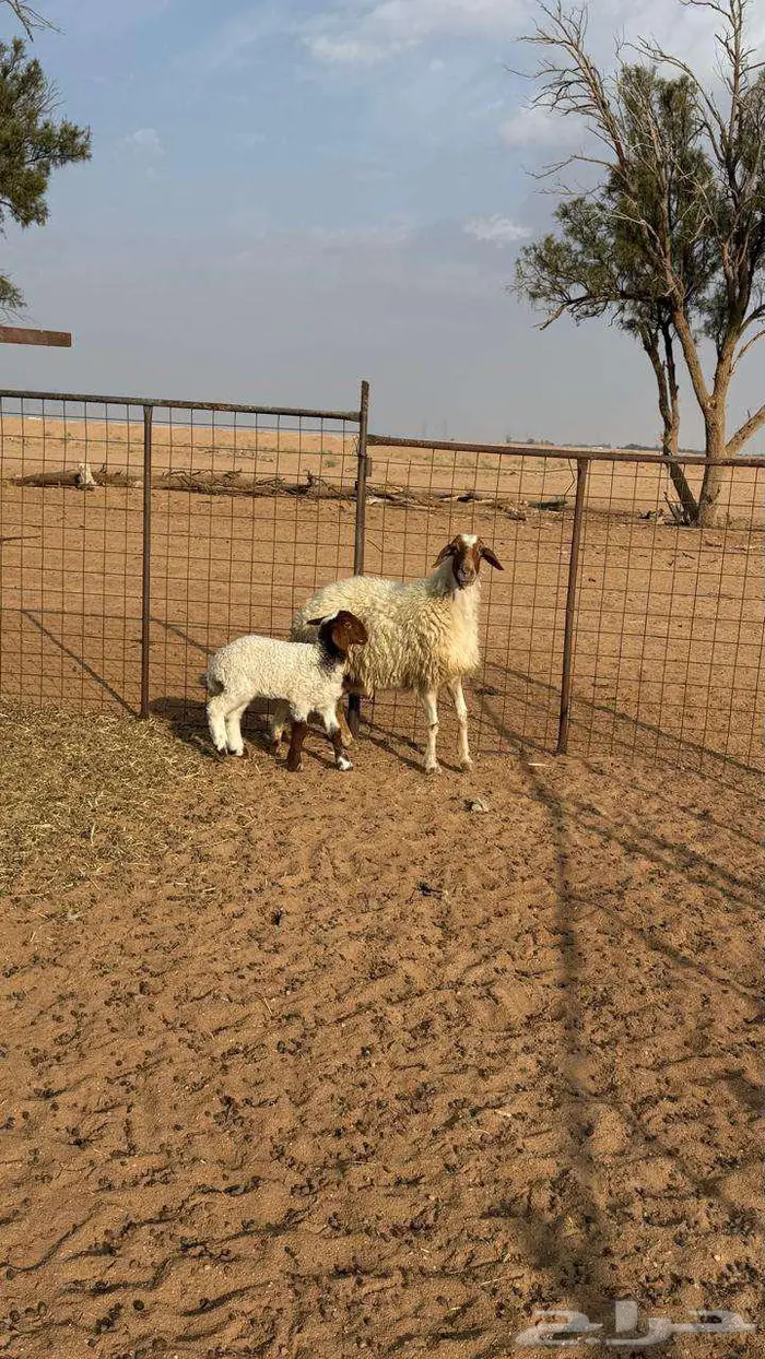 نعيميه معها رخل 3