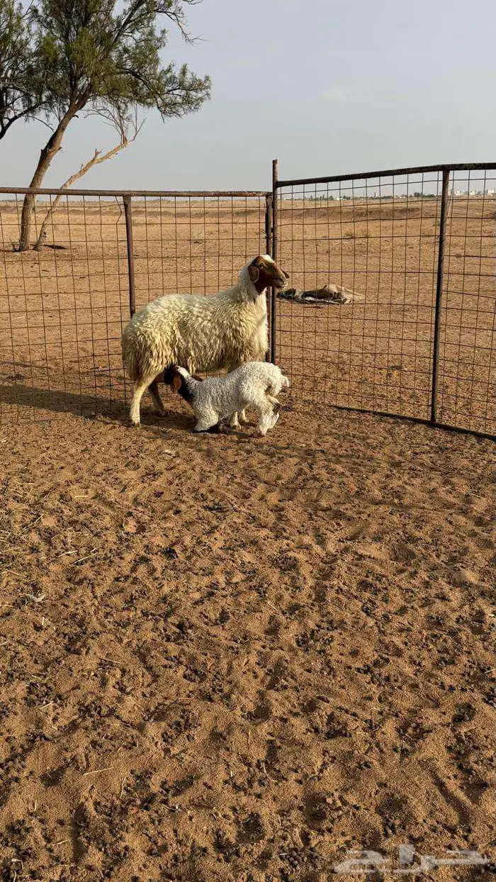 نعيميه معها رخل 0