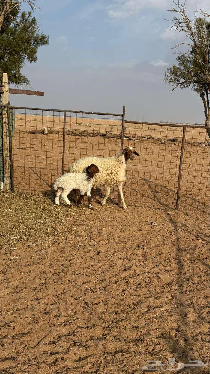 نعيميه معها رخل 1