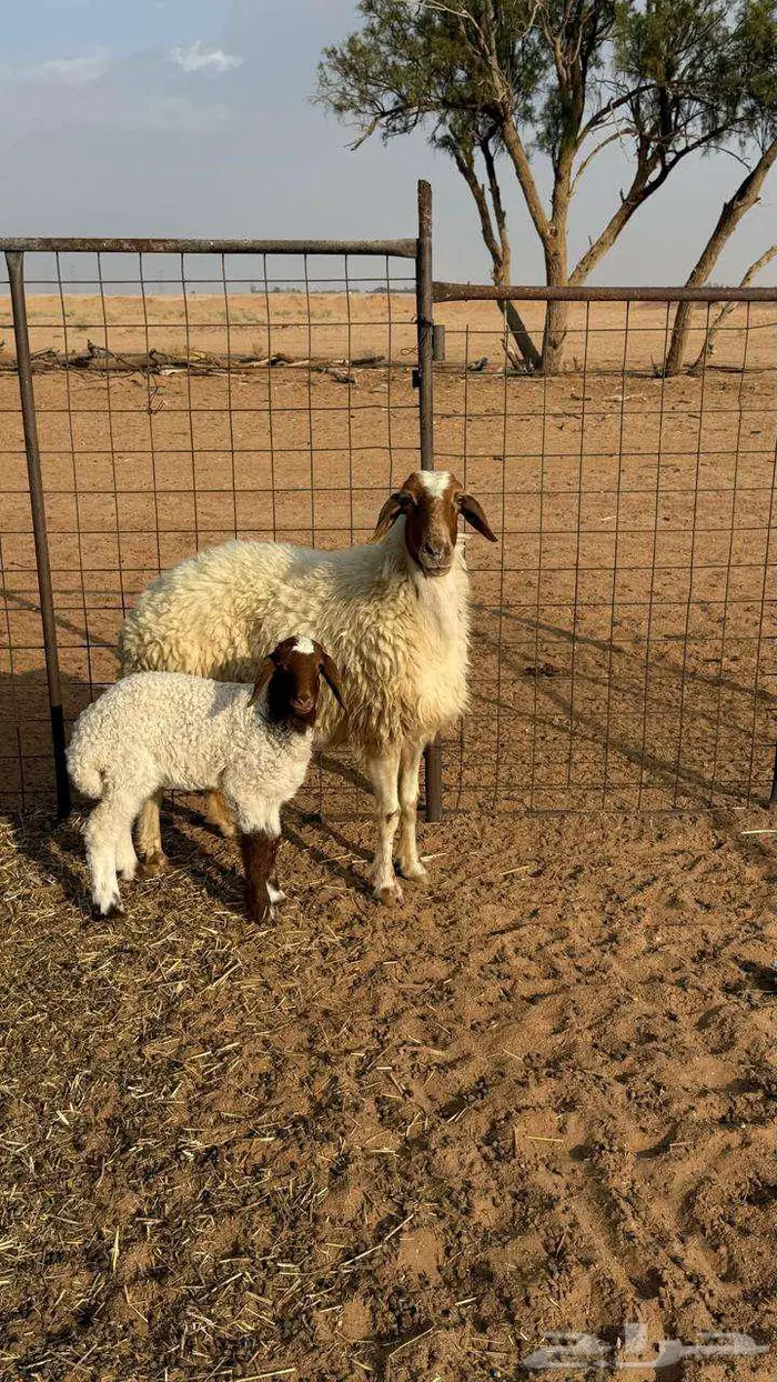 نعيميه معها رخل 2