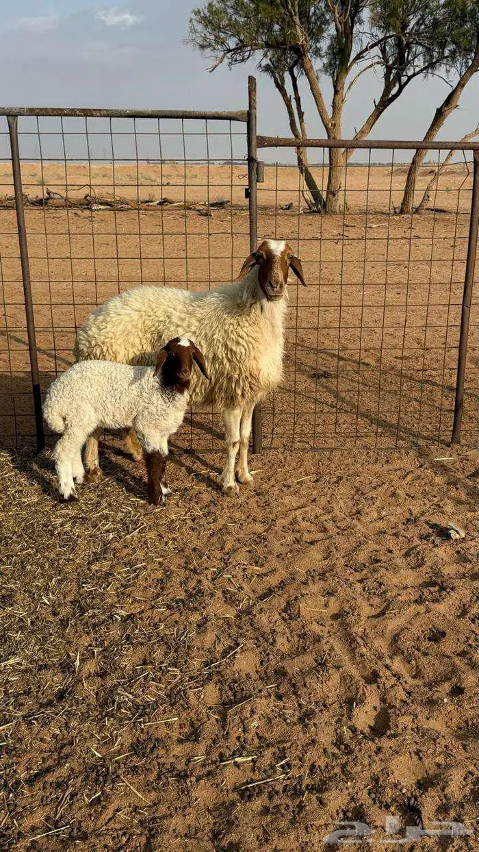 نعيميه معها رخل 5