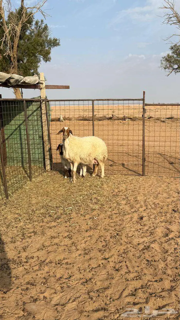 نعيميه معها رخل 4